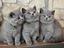 Immagine 4