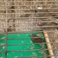 Diamantini guancia nera