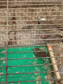 Diamantini guancia nera