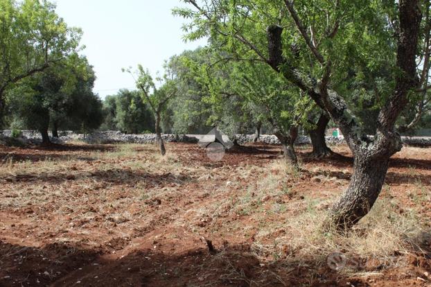 TER. AGRICOLO A CAROVIGNO