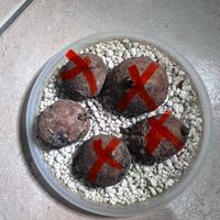 Pianta stephania erecta