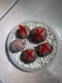 Pianta stephania erecta