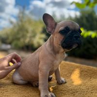 Bulldog francese