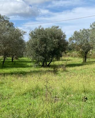Uliveto pianeggiante
