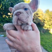 Bulldog francese cuccioli esotici