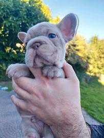 Bulldog francese cuccioli esotici