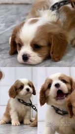 Cavalier King