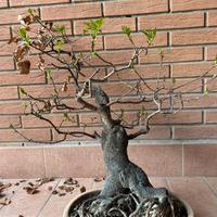 Bonsai