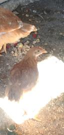 Galline ovaiole giovani