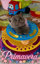 Cucciola British Shorthair
