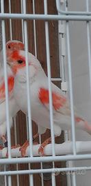 Canarini rossi mosaici