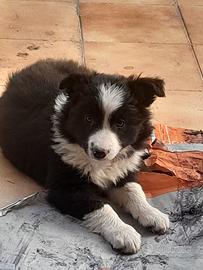 Cuccioli Border Collie