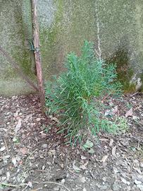 cedro bianco. bonsai
