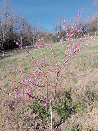 Terreno agricolo Valle Ceppi