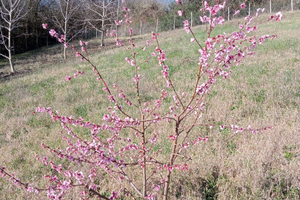 Terreno agricolo Valle Ceppi