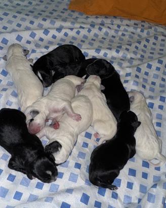Cuccioli incrocio con dalmata