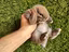 Immagine 4