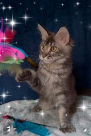 Gattino Maine Coone 5 mesi