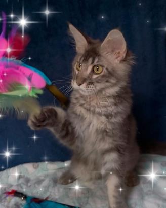 Gattino Maine Coone 5 mesi