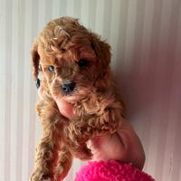 Ultimo cucciolo di barboncino