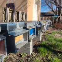 Nuclei / Famiglie di api