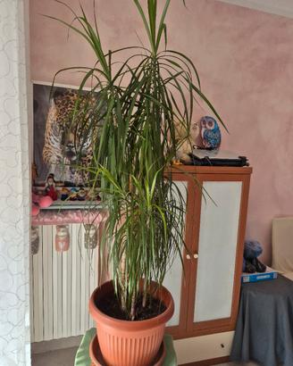 pianta vera dracena marginata 