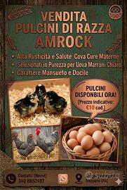 Pulcini amrock in purezza