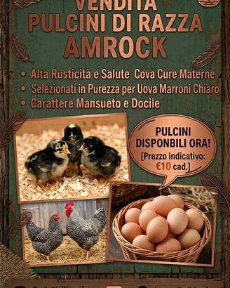 Pulcini amrock in purezza