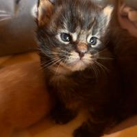 Cucciolo Maine coon black tabby