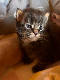 Cucciolo Maine coon black tabby