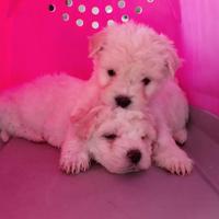 Maltipoo