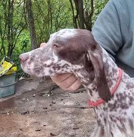 setter inglese 