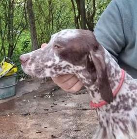 setter inglese 
