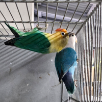 Coppia inseparabili fhiscer edwing
