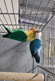 Coppia inseparabili fhiscer edwing