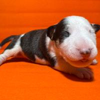 Bull terrier miniature