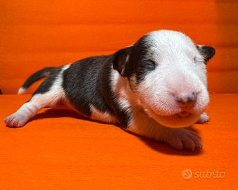 Bull terrier miniature