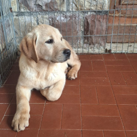 Labrador 5 mesi con pedigree