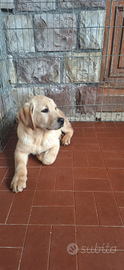 Labrador 5 mesi con pedigree