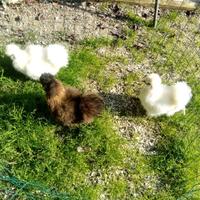 Galli e galline morosetta
