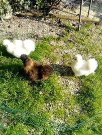 Galli e galline morosetta