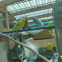 Cocoriti varie colorazioni