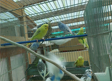 Cocoriti varie colorazioni