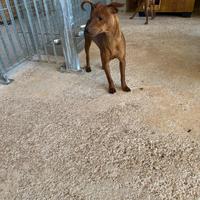 Pinscher Maschietto Rosso Fulvo