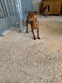 Pinscher Maschietto Rosso Fulvo