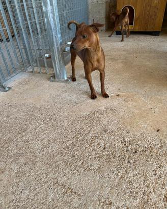 Pinscher Maschietto Rosso Fulvo