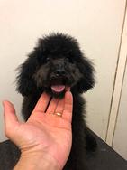 Barboncino Toy nero per monta