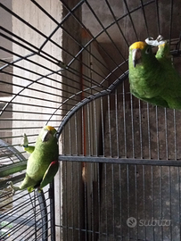 Amazzone fronte gialla