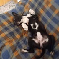 Cucciola Amstaff