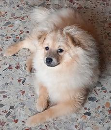 Fantastici cuccioli spizt tedeschi